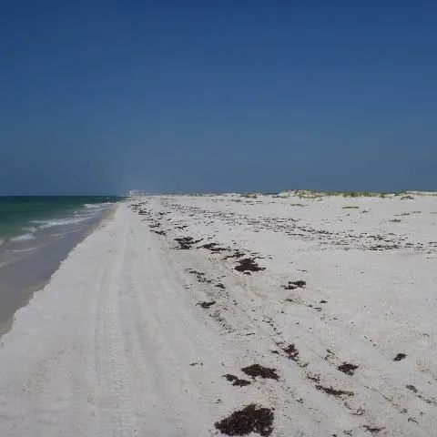 thumbnail for publication: Building Coastal Dunes with Sea Oats and Surrogate Wrack